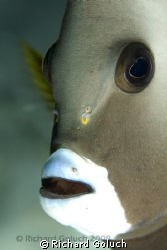 Gray Angel Fish-Key Largo.Canon 5D 100 mm  by Richard Goluch 